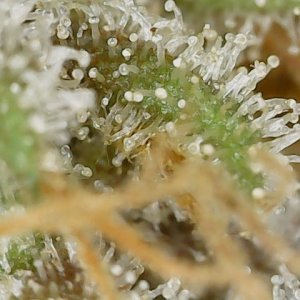 Paste 2-16-24 F82 trichs (4).jpg