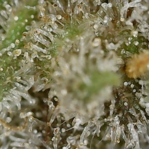 Paste 2-16-24 F82 trichs (6).jpg