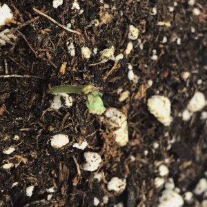 LAC 2-18-24 dying seedling.JPG