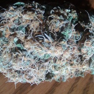 NorthernLights SensiStar cured