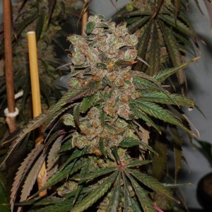 Paste 2-18-24 F84 END bud.JPG