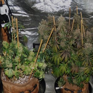 FFc 2-20-24 F86 partial harvest.JPG