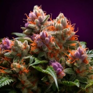 fruity-cannabis-strains-768x430.jpg