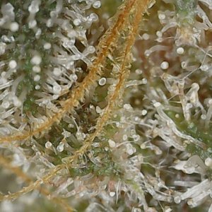 Copy 2-22-24 F 88 trichs (2).jpg