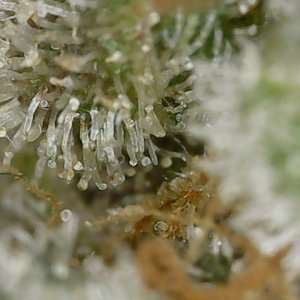 Copy 2-22-24 F 88 trichs (4).jpg