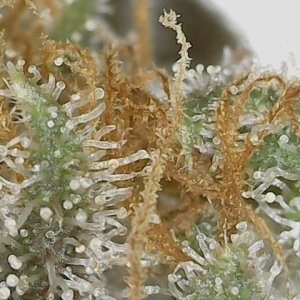 Copy 2-22-24 F 88 trichs (5).jpg