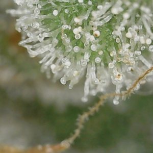 Copy 2-22-24 F 88 trichs (6).jpg