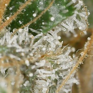 Copy 2-22-24 F 88 trichs (7).jpg