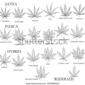 types-weed-sativa-indica-hybrid-600w-2020088669.jpg