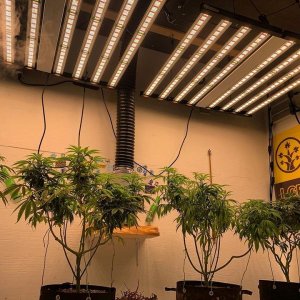 Phlizon_fd8000_led_grow_light (4).jpg