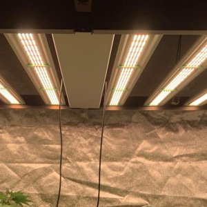 phlizon_full-spectrum_led_grow_light (15).jpg