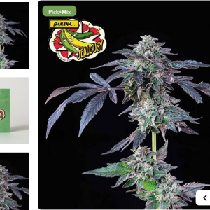 Screenshot 2024-02-28 at 05-01-10 Banana Jealousy Feminised Seeds Seedsman since 2002.png