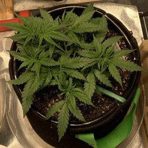 BD#1 after LST day2.jpg