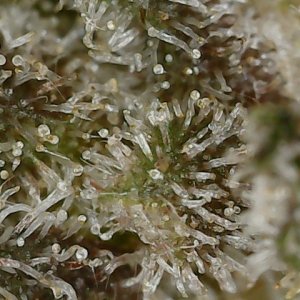 Copy 2-29-24 F 95 trichs (5).jpg