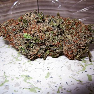 9-nug.jpg