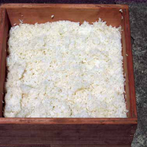 rice_box_microbes.png