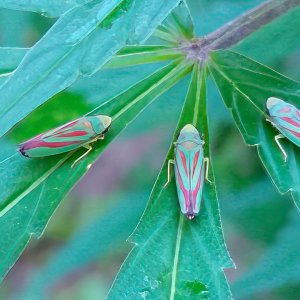 Leaf Hopper meeting.jpg