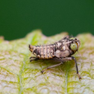 Leaf Hopper Nymph-0329.jpg