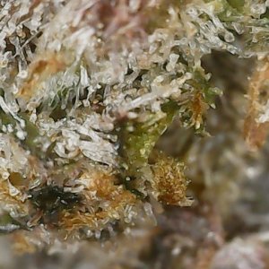 Copy 3-7-24 F113 END trichs (1).jpg