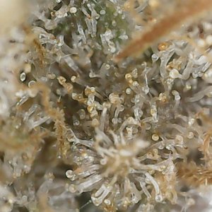 Copy 3-7-24 F113 END trichs (2).jpg