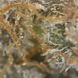 Copy 3-7-24 F113 END trichs (3).jpg