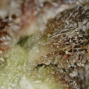 Copy 3-7-24 F113 END trichs (4).jpg