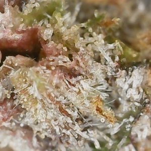 Copy 3-7-24 F113 END trichs (5).jpg