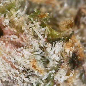 Copy 3-7-24 F113 END trichs (6).jpg