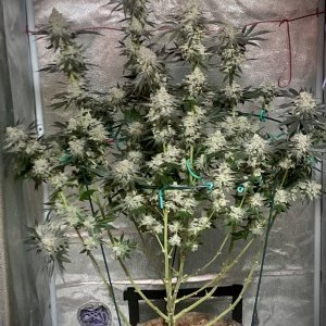 Ethos Crescendo, Flower Day 67 (Harvest Day)