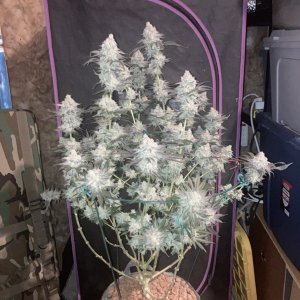 Ethos Crescendo, Flower Day 67 (Harvest Day)