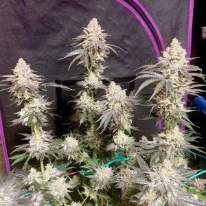 Ethos Crescendo, Flower Day 67 (Harvest Day)