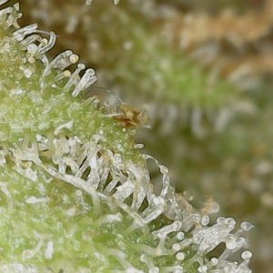 Paste-partial 3-10-24 F105 trich (2).jpg