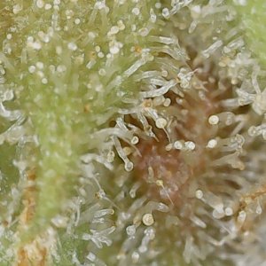 Paste-partial 3-10-24 F105 trich (3).jpg