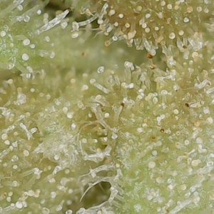 Paste-partial 3-10-24 F105 trich (4).jpg