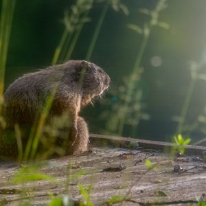 Chuckie watching sunrise.jpg