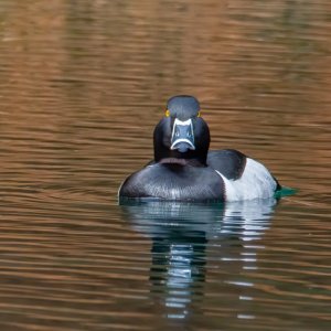 Mad wood duck.jpg