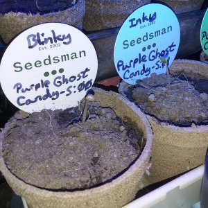 CP-Journal-Seedsman-PGC-Fem-10.jpg