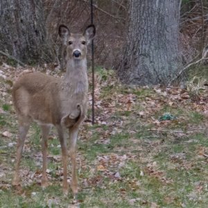 Deer back yard.jpg