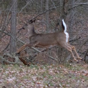 Deer back yard-2.jpg