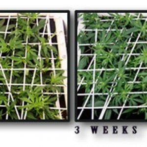 LBH_SCROG_Timeline_4wks