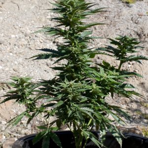 LBH_Outdoor_4wks_01