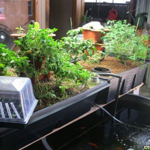 Aquaponics