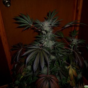 Grapefruit_Diesel1