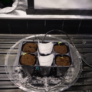 MAC seed plus 4 days (1).JPG