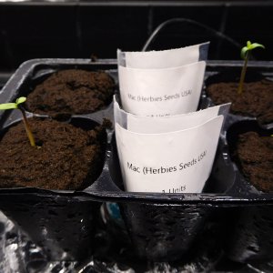 MAC seed plus 4 days (2).JPG