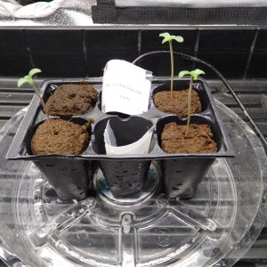 MAC seed plus 5 days (2).JPG