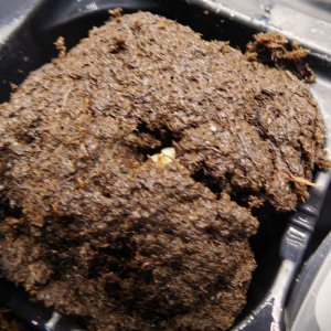 MAC seed plus 5 days (3)2.JPG