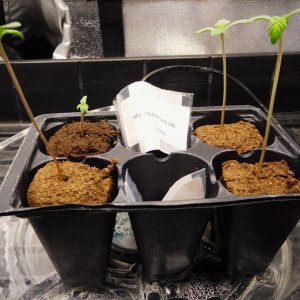 MAC seed plus 7 days (1).JPG