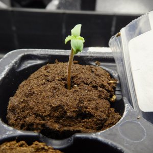 MAC seed plus 7 days (2).JPG