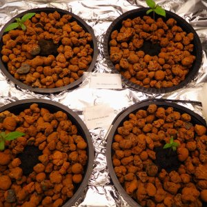 MAC Day 11 from seed (3).JPG